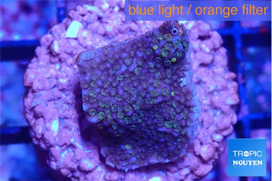 Montipora fruity 2 cm WYSIWYG acclimaté