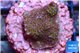 Montipora fruity 2 cm WYSIWYG acclimaté