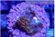 Montipora fruity 2 cm WYSIWYG acclimaté