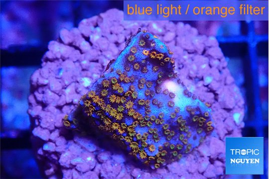 Montipora fruity 2 cm WYSIWYG acclimaté