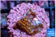 Montipora fruity 2 cm WYSIWYG acclimaté