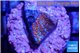 Montipora superman 2 cm WYSIWYG acclimaté