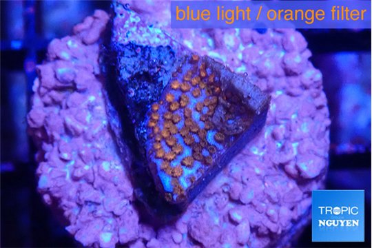 Montipora superman 2 cm WYSIWYG acclimaté