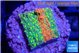 Montipora graphted sunfire 2 cm WYSIWYG acclimaté