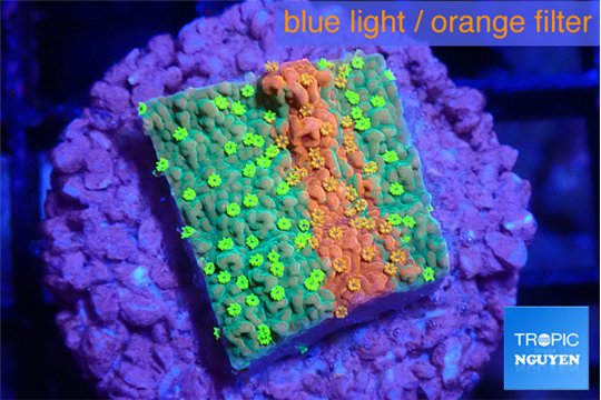Montipora graphted sunfire 2 cm WYSIWYG acclimaté