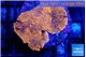 Montipora red purple cap 3-4 cm WYSIWYG acclimaté