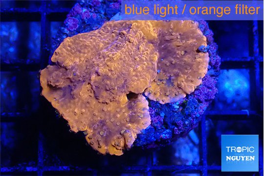 Montipora red purple cap 3-4 cm WYSIWYG acclimaté