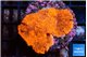 Montipora red purple cap 3-4 cm WYSIWYG acclimaté