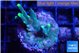 Acropora caroliniana banana 2-3 cm WYSIWYG acclimaté