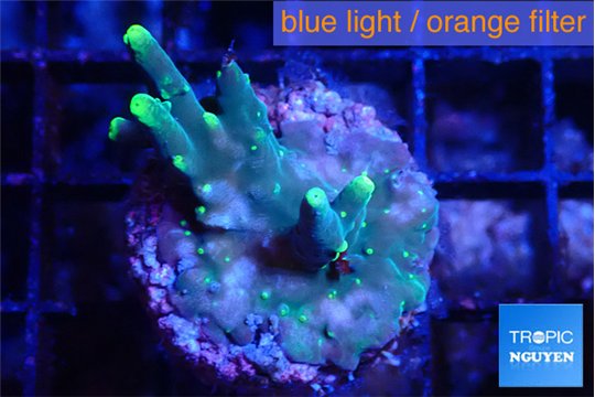 Acropora caroliniana banana 2-3 cm WYSIWYG acclimaté