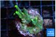 Acropora caroliniana banana 2-3 cm WYSIWYG acclimaté