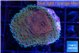Montipora purple & blue polyps 2-4 cm WYSIWYG acclimaté