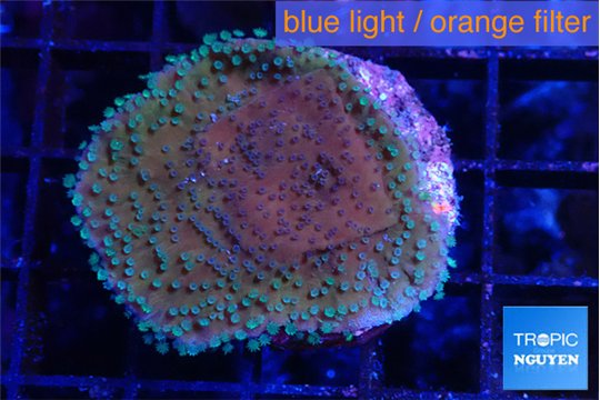 Montipora purple & blue polyps 2-4 cm WYSIWYG acclimaté