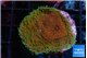 Montipora purple & blue polyps 2-4 cm WYSIWYG acclimaté