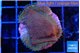Montipora purple & blue polyps 3-4 cm WYSIWYG acclimaté