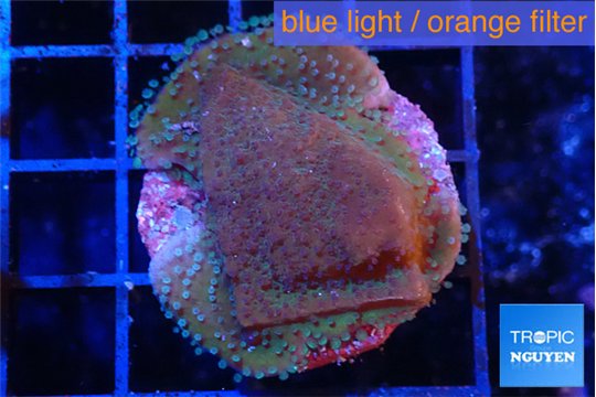 Montipora purple & blue polyps 3-4 cm WYSIWYG acclimaté