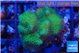 Pocillopora verrucosa toxic green 3-4 cm WYSIWYG acclimaté