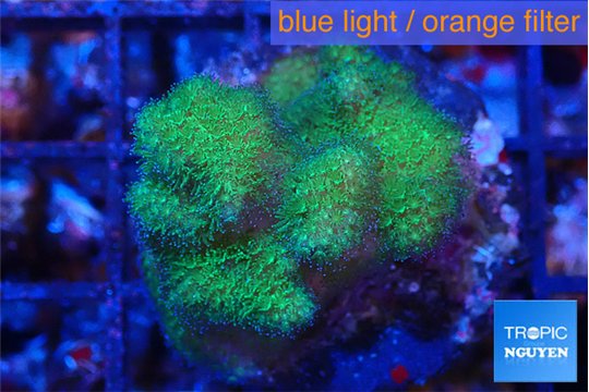 Pocillopora verrucosa toxic green 3-4 cm WYSIWYG acclimaté