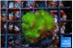 Pocillopora verrucosa toxic green 3-4 cm WYSIWYG acclimaté