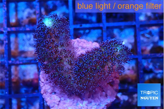 Stylophora milka 2-4 cm WYSIWYG acclimaté