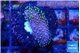 Sarcophython full neon green polyps Australia 2-3 cm WYSIWYG acclimaté