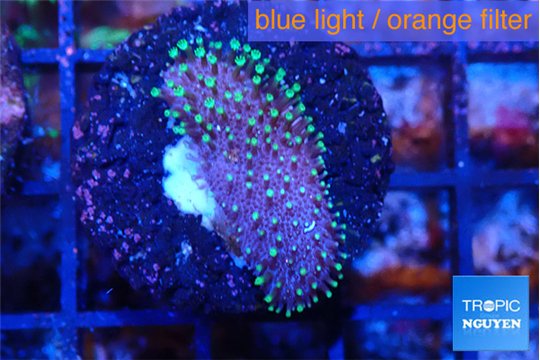 Sarcophython full neon green polyps Australia 2-3 cm WYSIWYG acclimaté