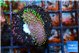 Sarcophython full neon green polyps Australia 2-3 cm WYSIWYG acclimaté