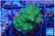 Pocillopora verrucosa toxic green 3-4 cm WYSIWYG acclimaté
