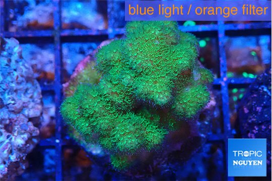 Pocillopora verrucosa toxic green 3-4 cm WYSIWYG acclimaté