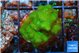 Pocillopora verrucosa toxic green 3-4 cm WYSIWYG acclimaté