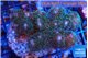 Pocillopora damicornis green & pink tip 4-6 cm WYSIWYG acclimaté