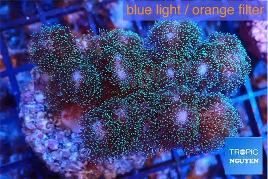 Pocillopora damicornis green & pink tip 4-6 cm WYSIWYG acclimaté