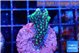 Montipora incredible hulk 2-3 cm WYSIWYG acclimaté