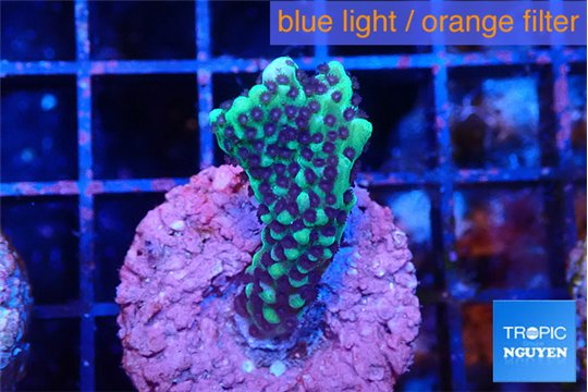 Montipora incredible hulk 2-3 cm WYSIWYG acclimaté