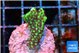 Montipora incredible hulk 2-3 cm WYSIWYG acclimaté