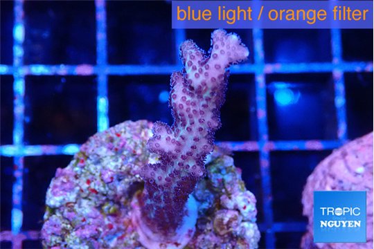 Seritopora pink purple Fijii 2-4 cm WYSIWYG acclimaté