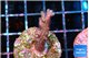 Seritopora pink purple Fijii 2-4 cm WYSIWYG acclimaté