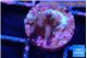 Acropora carduus green polyps deep water 1 cm WYSIWYG acclimaté