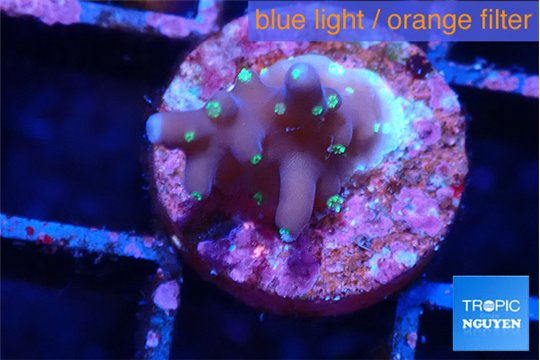 Acropora carduus green polyps deep water 1 cm WYSIWYG acclimaté