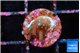 Acropora carduus green polyps deep water 1 cm WYSIWYG acclimaté