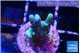 Montipora incredible hulk 2 cm WYSIWYG acclimaté