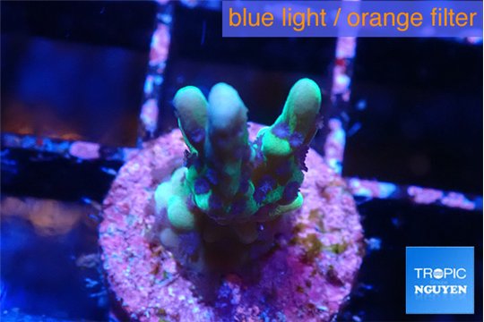 Montipora incredible hulk 2 cm WYSIWYG acclimaté