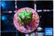 Montipora incredible hulk 2 cm WYSIWYG acclimaté