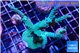 Acropora green & purple 5-7 cm WYSIWYG acclimaté
