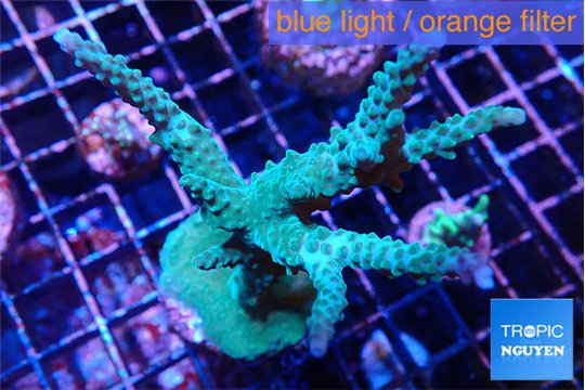 Acropora green & purple 5-7 cm WYSIWYG acclimaté