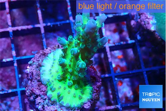 Acropora green & blue ice Fijii 3-4 cm WYSIWYG acclimaté
