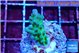Acropora green & blue ice Fijii 2-3 cm WYSIWYG acclimaté