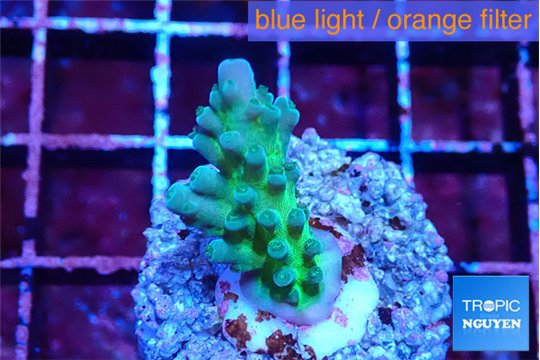 Acropora green & blue ice Fijii 2-3 cm WYSIWYG acclimaté