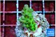 Acropora green & blue ice Fijii 2-3 cm WYSIWYG acclimaté