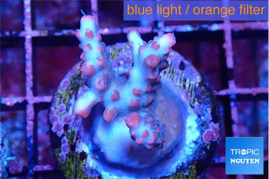 Acropora cherry pop 2-3 cm WYSIWYG acclimaté